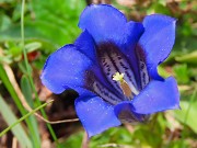 30 Gentiana clusii (Genziana di Clusius)